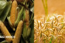 México aumenta dependencia de importaciones de granos básicos; maíz y trigo muestran caída en autosuficiencia