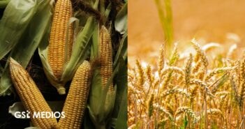 México aumenta dependencia de importaciones de granos básicos; maíz y trigo muestran caída en autosuficiencia