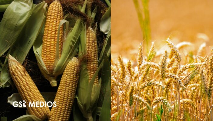 México aumenta dependencia de importaciones de granos básicos; maíz y trigo muestran caída en autosuficiencia