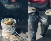 Denuncian ecocidio tras muerte de más de 200 tortugas en Bahía de Banderas