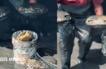 Denuncian ecocidio tras muerte de más de 200 tortugas en Bahía de Banderas