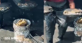 Denuncian ecocidio tras muerte de más de 200 tortugas en Bahía de Banderas