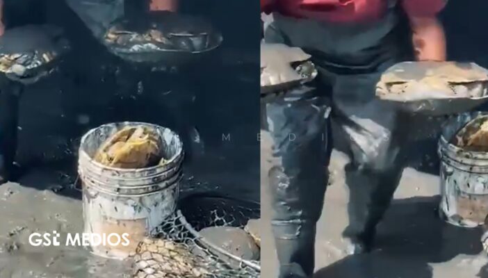 Denuncian ecocidio tras muerte de más de 200 tortugas en Bahía de Banderas