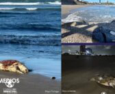 Denuncian consecuencias del derrame de hidrocarburos en más de 630 km del Golfo de México