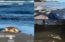 Denuncian consecuencias del derrame de hidrocarburos en más de 630 km del Golfo de México