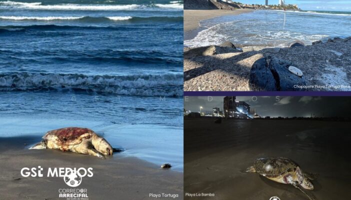 Denuncian consecuencias del derrame de hidrocarburos en más de 630 km del Golfo de México