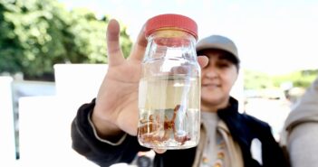 Secretaría de Salud llama a reforzar medidas de prevención ante picaduras de alacrán