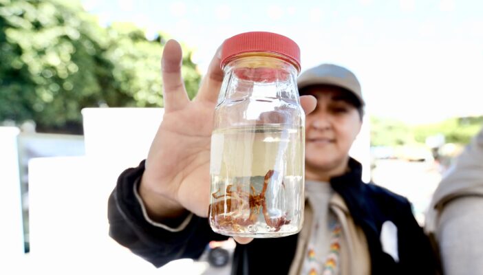 Secretaría de Salud llama a reforzar medidas de prevención ante picaduras de alacrán