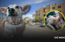 Exigen justicia para “Vaquita”, perrita víctima de maltrato en Nayarit