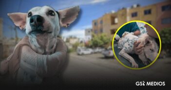 Exigen justicia para “Vaquita”, perrita víctima de maltrato en Nayarit