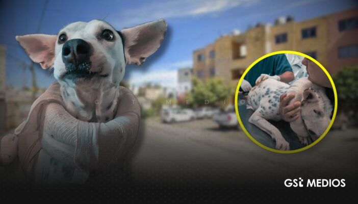 Exigen justicia para “Vaquita”, perrita víctima de maltrato en Nayarit