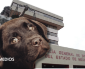 Fiscalía del Edomex investiga presunto maltrato animal en Tecámac