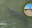 Dan a conocer playas con riesgo de presencia de cocodrilos en Puerto Vallarta durante Semana Santa