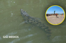 Dan a conocer playas con riesgo de presencia de cocodrilos en Puerto Vallarta durante Semana Santa