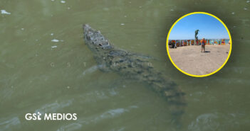 Dan a conocer playas con riesgo de presencia de cocodrilos en Puerto Vallarta durante Semana Santa