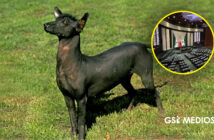 Diputados aprueban declarar el 27 de octubre como Día Nacional del Xoloitzcuintle