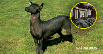 Diputados aprueban declarar el 27 de octubre como Día Nacional del Xoloitzcuintle