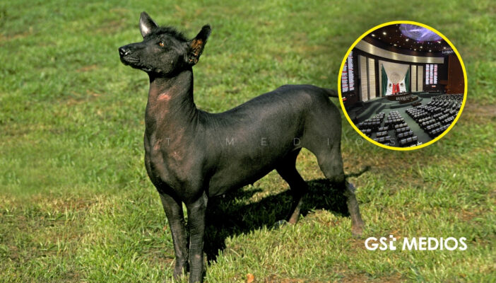 Diputados aprueban declarar el 27 de octubre como Día Nacional del Xoloitzcuintle