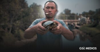 Tráfico ilegal aumenta la extinción a la Tortuga Casquito de Vallarta