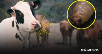 Reportan nueve casos de gusano barrenador en Nayarit