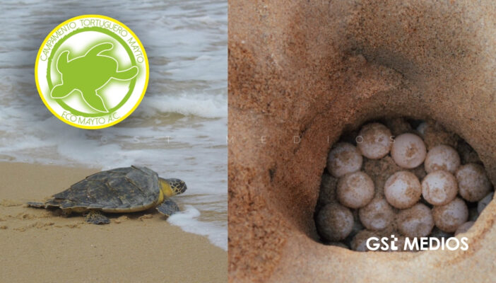 Campamento Tortuguero Mayto registra colecta de 1,575 nidos en una temporada