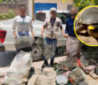 Profepa clausura obras en Puerto Vallarta que afectan hábitat de tortuga casquito