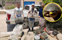 Profepa clausura obras en Puerto Vallarta que afectan hábitat de tortuga casquito