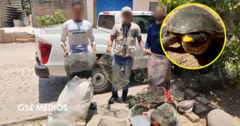 Profepa clausura obras en Puerto Vallarta que afectan hábitat de tortuga casquito