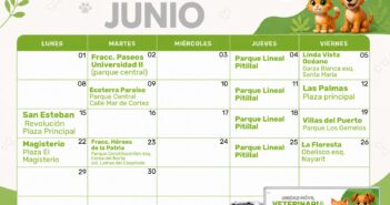 Dan a conocer el calendario de esterilizaciones gratuitas durante junio en Puerto Vallarta