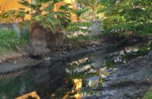 Denuncian contaminación en el canal de Los Tules por descargas de aguas negras