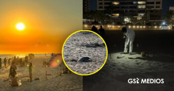 Denuncian a hotel por retirar protección de nido de tortuga en Playa Flamingos