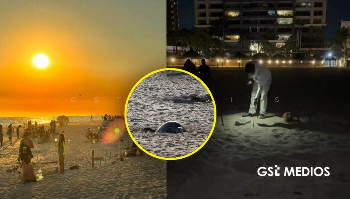 Denuncian a hotel por retirar protección de nido de tortuga en Playa Flamingos 1 Denuncian a hotel por retirar protección de nido de tortuga en Playa Flamingos