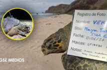 Registran anidación de tortuga carey en Islas Marías; colocan rastreador satelital a ejemplar en peligro