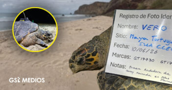 Registran anidación de tortuga carey en Islas Marías; colocan rastreador satelital a ejemplar en peligro