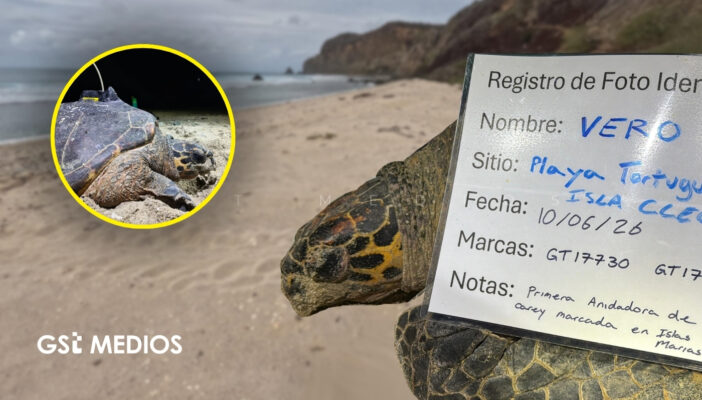 Registran anidación de tortuga carey en Islas Marías; colocan rastreador satelital a ejemplar en peligro