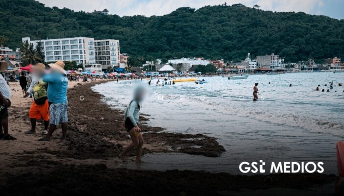 Descartan sargazo en Guayabitos; se trata de macroalga