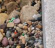 Malecón de Puerto Vallarta amanece con basura tras partido de México