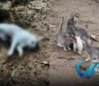 Denuncian abandono de gatos en la Isla del Río Cuale