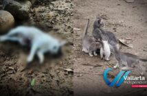 Denuncian abandono de gatos en la Isla del Río Cuale