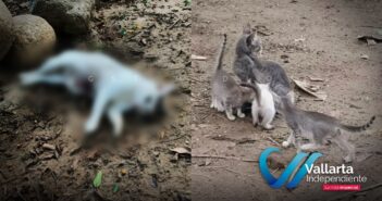 Denuncian abandono de gatos en la Isla del Río Cuale