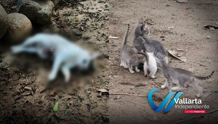 Denuncian abandono de gatos en la Isla del Río Cuale 1 Denuncian abandono de gatos en la Isla del Río Cuale
