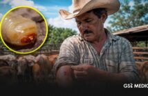 Confirman en Tamaulipas dos casos en humanos por gusano barrenador; activan cerco sanitario