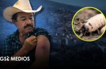 Confirman primer caso de gusano barrenador en humano en Nayarit; paciente radica en Puerto Vallarta