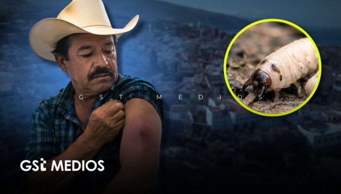 Confirman primer caso de gusano barrenador en humano en Nayarit; paciente radica en Puerto Vallarta