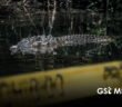Profepa advierte que agredir cocodrilos es delito federal tras hallazgo de seis ejemplares muertos en Puerto Vallarta