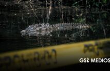 Profepa advierte que agredir cocodrilos es delito federal tras hallazgo de seis ejemplares muertos en Puerto Vallarta