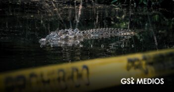 Profepa advierte que agredir cocodrilos es delito federal tras hallazgo de seis ejemplares muertos en Puerto Vallarta