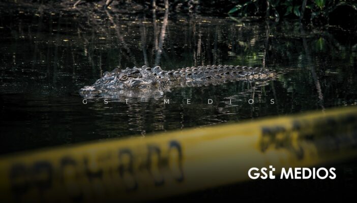 Profepa advierte que agredir cocodrilos es delito federal tras hallazgo de seis ejemplares muertos en Puerto Vallarta
