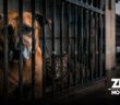 Más de 3 mil perros y gatos han sido sacrificados por el gobierno de Tonalá en tres años