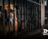 Más de 3 mil perros y gatos han sido sacrificados por el gobierno de Tonalá en tres años